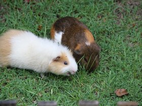 2020 Cherie and Charlotte.JPG